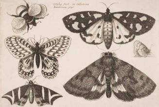 Three Moths, Two Butterflies, and a Bumble Bee, plate 9 from the series "Muscarum, scarabeorum vermiumque varie figure & formae"