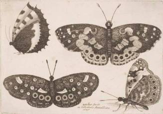 Four Butterflies, plate 10 from the series "Muscarum, scarabeorum vermiumque varie figure & formae"