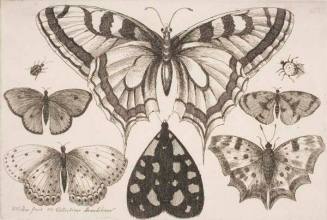 Five Butterflies, a Moth, and Two Beetles, plate 11 from the series "Muscarum, scarabeorum vermiumque varie figure & formae"