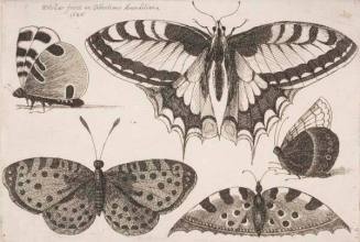 Five Butterflies, plate 12 from the series "Muscarum, scarabeorum vermiumque varie figure & formae"